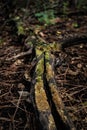 Fallen Limb in the Woods Royalty Free Stock Photo