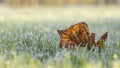 Fallen lime pink leaf in hoarfrost on green lawn grass Royalty Free Stock Photo