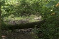 Fallen log across small stream Royalty Free Stock Photo