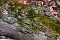 Fallen log detail Royalty Free Stock Photo