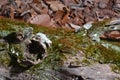 Fallen log detail Royalty Free Stock Photo