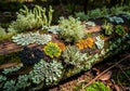A fallen log in a forest setting is covered with diverse lichens, Royalty Free Stock Photo