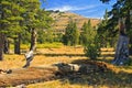 Fallen log in mountain meadow Royalty Free Stock Photo