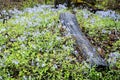 Fallen log surrounded by blue wildflowers. Royalty Free Stock Photo