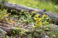 Fallen Log Surrounded by Colorful Leaves in Rocky Mountain National Park Royalty Free Stock Photo