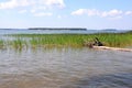 A fallen log in a thicket of reeds on the shore of a large lake on a clear summer day