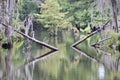 Fallen logs in bayou