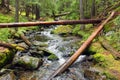 Fallen logs over river