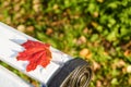 Fallen lonely red maple leaf in autumn on white bench Royalty Free Stock Photo