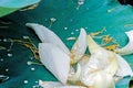 Fallen lotus flower petals on green leaf Royalty Free Stock Photo