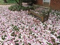 Fallen Magnolia Petals From Early April