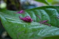 Fallen malay apple pollen on leaf Royalty Free Stock Photo