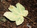 Fallen maple leaf covered with big rain drops. Leaf on needles Royalty Free Stock Photo