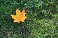 Fallen maple leaf with dew water drops is lying on the grass in the autumn park Royalty Free Stock Photo