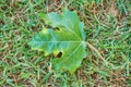 Fallen maple leaf on the grass in a park