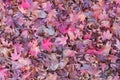 Fallen maple leaf on ground Royalty Free Stock Photo