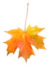 Fallen maple leaf isolated Royalty Free Stock Photo