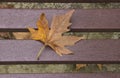 Fallen maple leaf lies on a wooden bench. background of autumn leaves Royalty Free Stock Photo