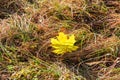 Fallen maple leaf among the partly withered grass backlit Royalty Free Stock Photo