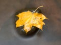 Fallen maple leaf. Rotten yellow orange dotted maple leaf in cold water of mountain stream. C Royalty Free Stock Photo