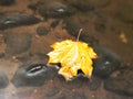 Fallen maple leaf. Rotten yellow orange dotted maple leaf in cold water of mountain stream. C Royalty Free Stock Photo