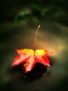 Fallen maple leaf. Rotten yellow orange dotted maple leaf in cold water Royalty Free Stock Photo