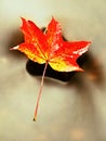 Fallen maple leaf. Rotten yellow orange dotted maple leaf in cold water Royalty Free Stock Photo