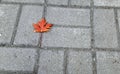 Fallen maple leaf on sidewalk, autumn Royalty Free Stock Photo