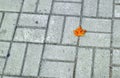 Fallen maple leaf on sidewalk in  autumn Royalty Free Stock Photo