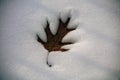 Fallen maple leaf in snow during winter