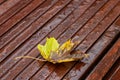 Fallen maple leaf on a wet wooden bench Royalty Free Stock Photo