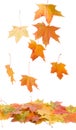 Fallen maple leaves