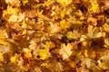 Fallen maple leaves, bright yellow vegetative background, october leaves Royalty Free Stock Photo