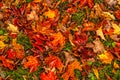 Colorful Maple Leaves on the Ground Royalty Free Stock Photo