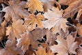 Fallen maple leaves covered with frost. Nature background