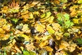 Fallen maple leaves on dried birch trunk in autumn Royalty Free Stock Photo