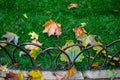 Fallen maple leaves lie on the bright green grass on the lawn in the park Royalty Free Stock Photo