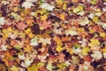 Fallen maple leaves on pond water surface, autumn background Royalty Free Stock Photo