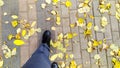 Fallen maple leaves underfoot. Feet walks along the sidewalk with yellow leaves