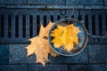 Fallen maple leaves in water concept photo. Autumn atmosphere image, city parkland.