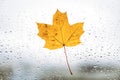 Fallen maple lonely leaf on the window with raindrops in the autumn day. loneliness concept. Royalty Free Stock Photo