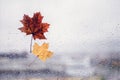 Fallen maple lonely leaf on the window with raindrops in the autumn day. loneliness concept. Royalty Free Stock Photo