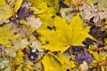 Fallen maple and oak leaves lie in a puddle. Rain, autumn, yellow leaves on the surface of the water. Rainy weather. Royalty Free Stock Photo