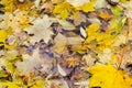 Fallen maple and oak leaves lie in a puddle. Rain, autumn, yellow leaves on the surface of the water. Rainy weather. Royalty Free Stock Photo