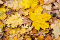 Fallen maple and oak leaves lie in a puddle. Rain, autumn, yellow leaves on the surface of the water. Rainy weather. Royalty Free Stock Photo