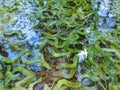 Fallen maple seeds in water with reflection of the sky Royalty Free Stock Photo