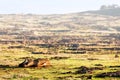 Fallen moai on a field in Easter Island