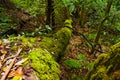 Fallen mossy tree in the Australian bush