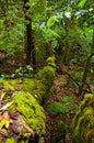 Fallen mossy tree in the Australian bush