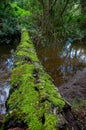 A fallen mossy tree